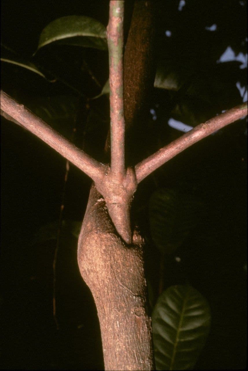 Anthostema 3