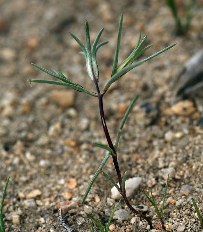 Linanthus 10