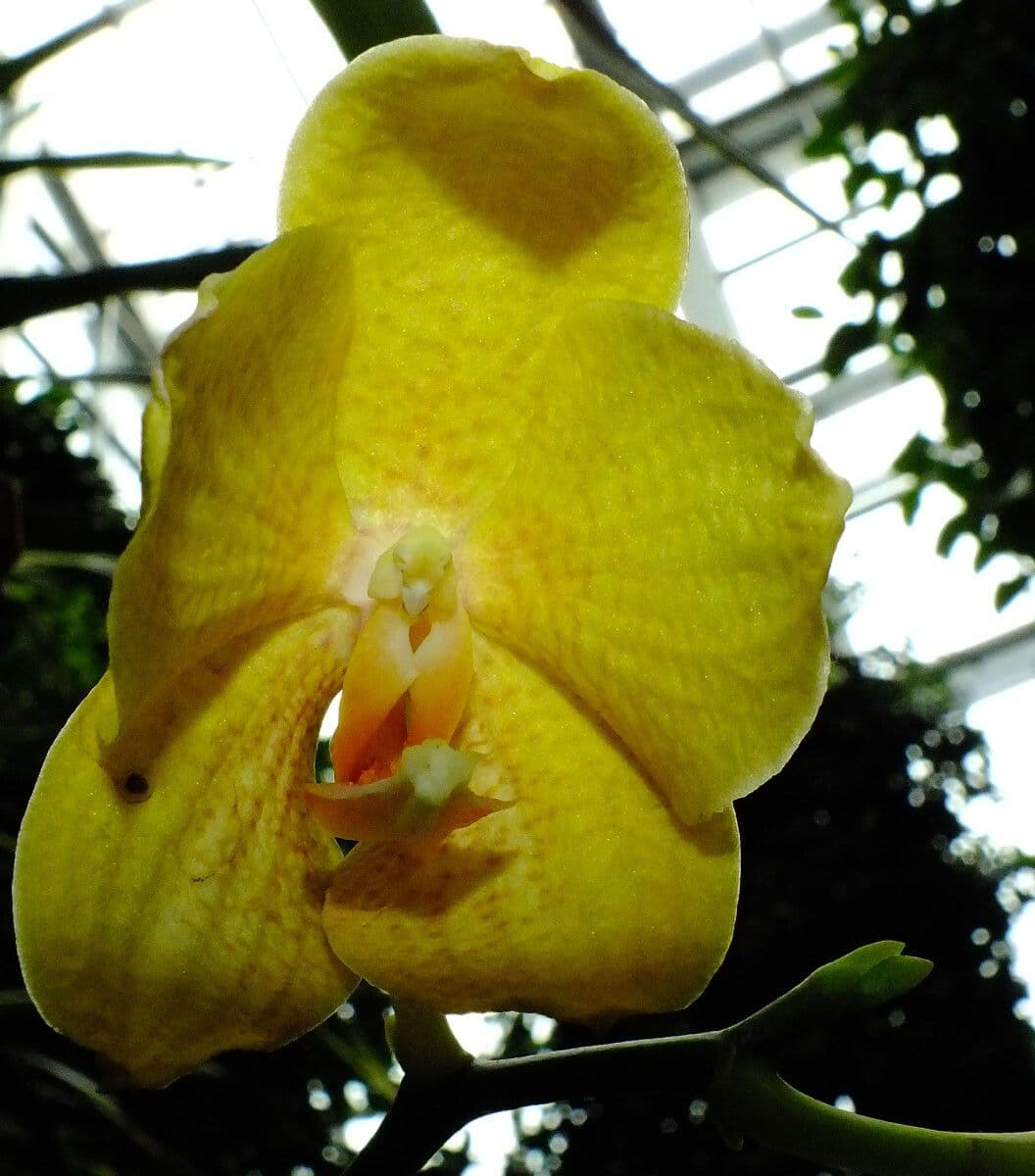 Vanda Denisona
