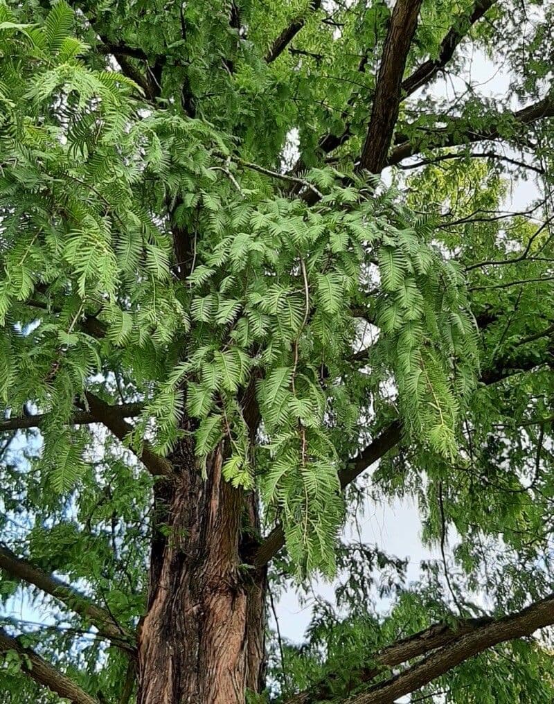 Sequoia della aurora 20