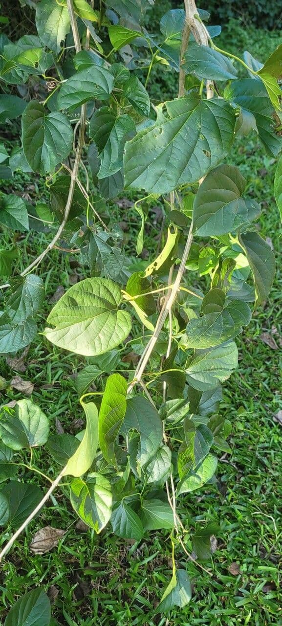 Cissus 8