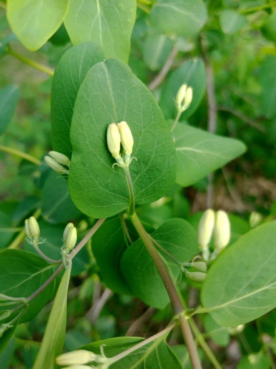 Caprifoglio tatarico 6