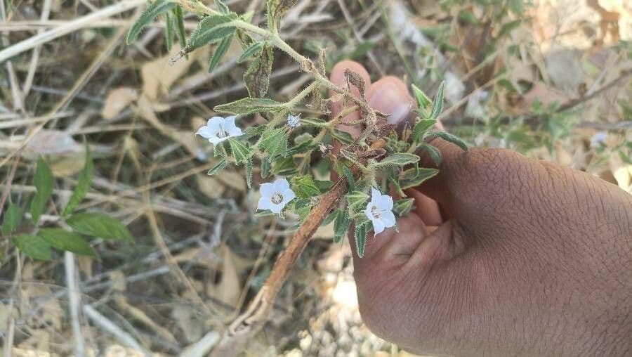 Trichodesma 10