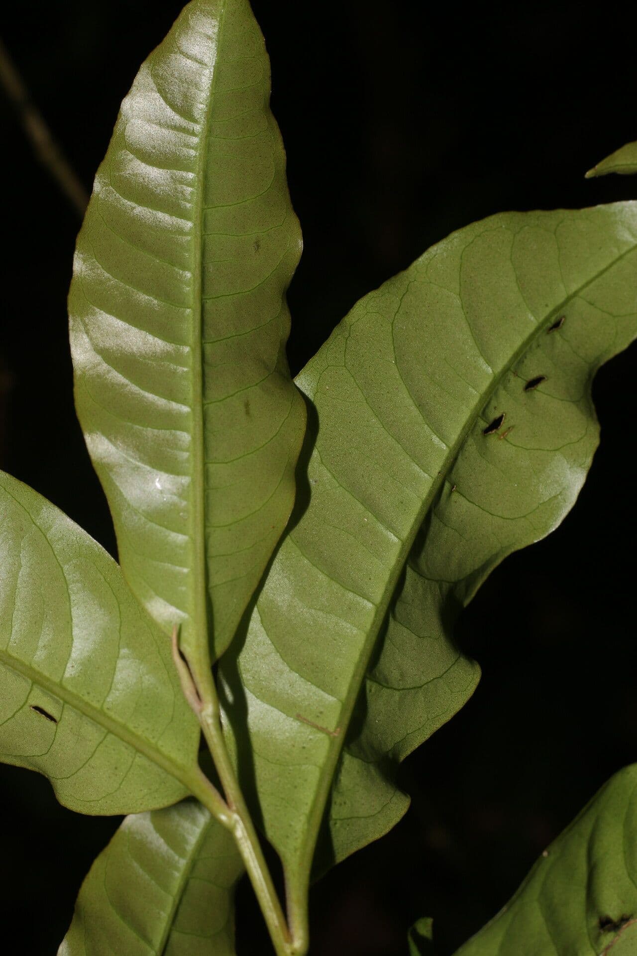 Ardisia de Guyane 16