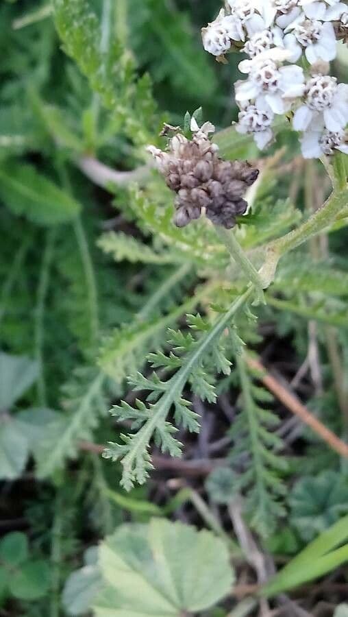 Achillea odorata 13