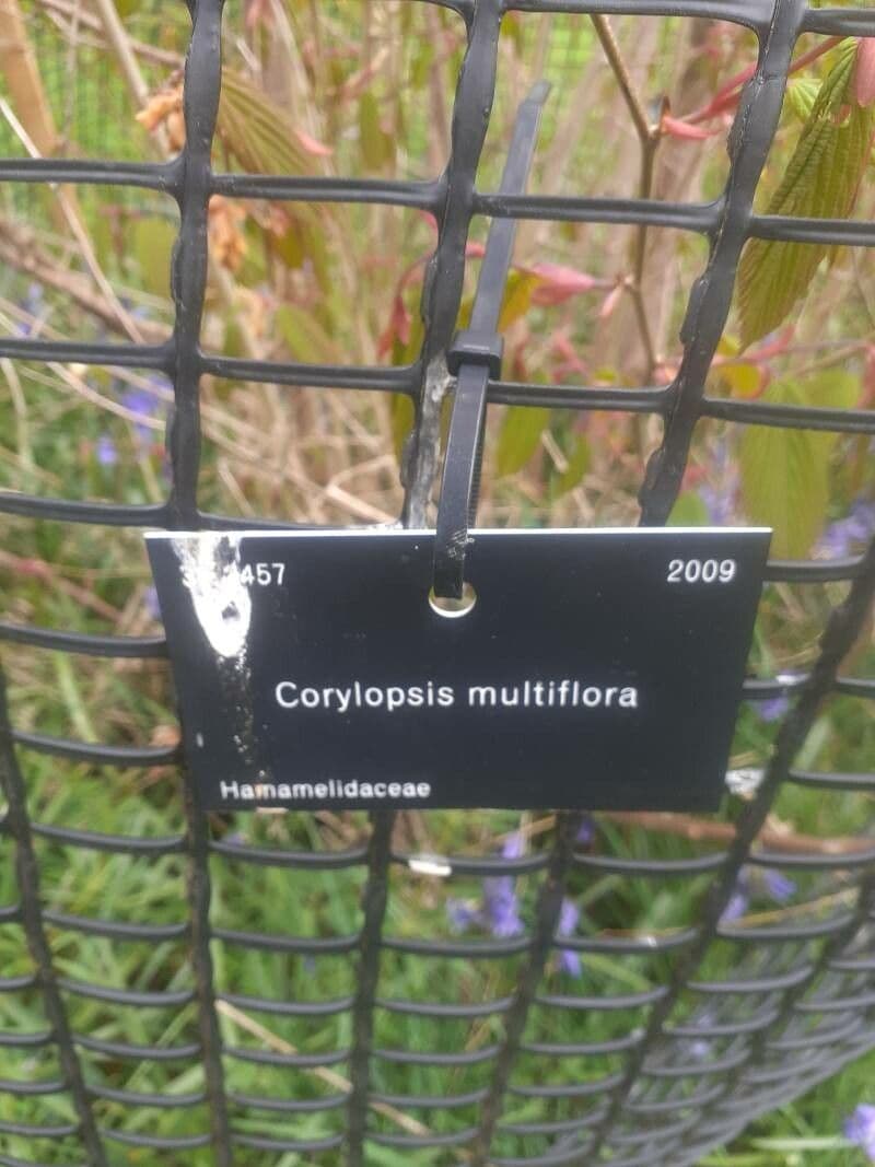 Corylopsis multiflore 2