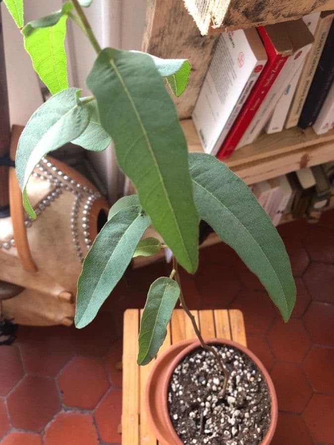 Eucalipto limone 12