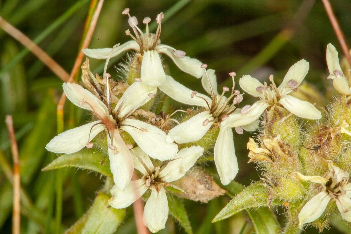 Saponaria gialla 7