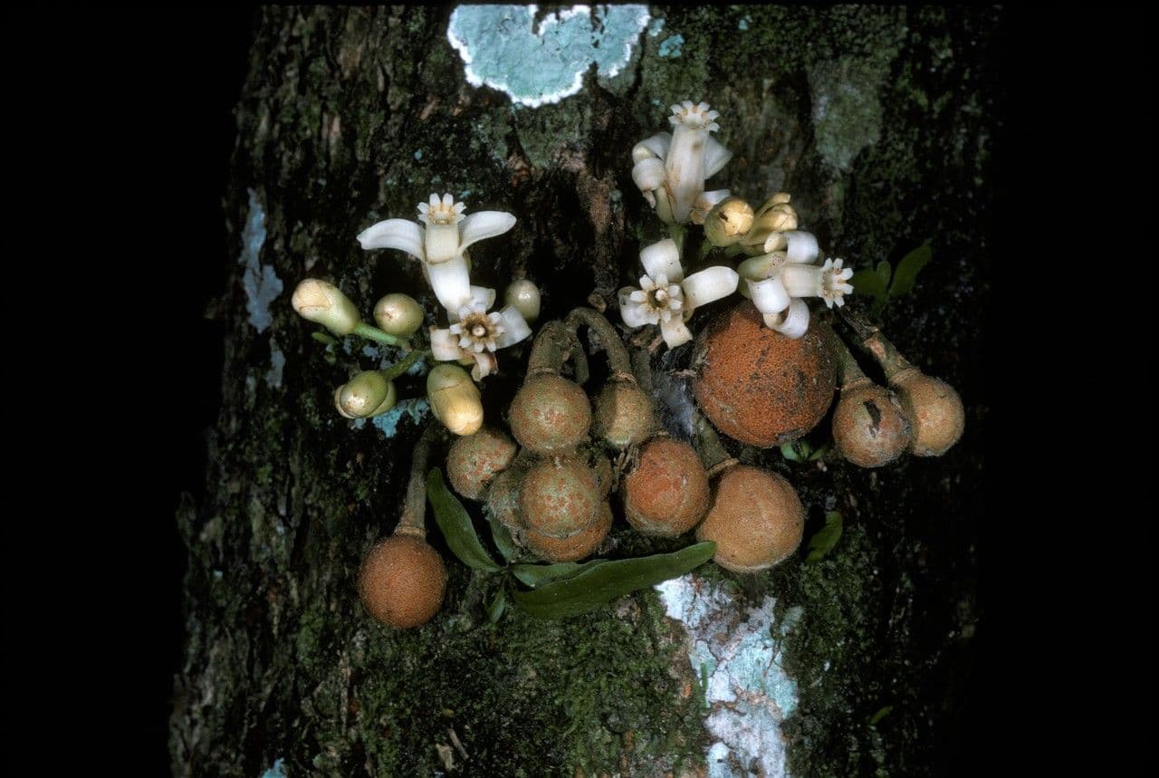 Dysoxylum 4