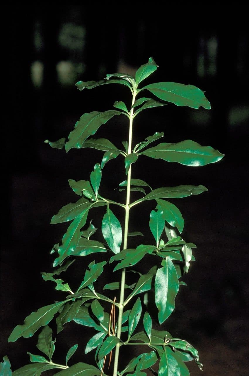 Coprosma robusta 8