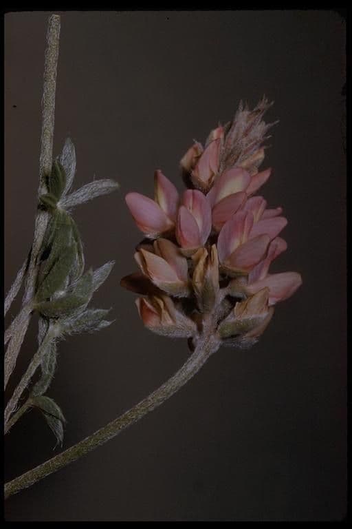 Donner See Lupine 3