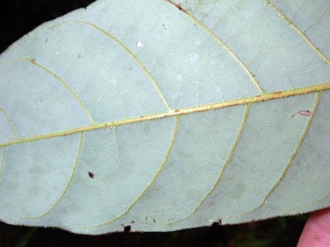 Virola sebifera 13