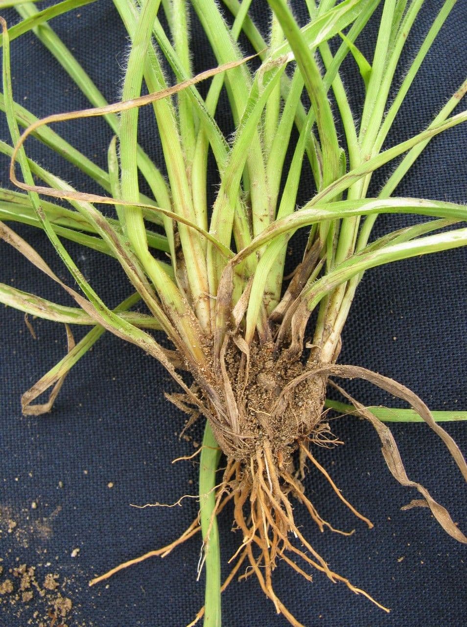 Rhynchospora 24