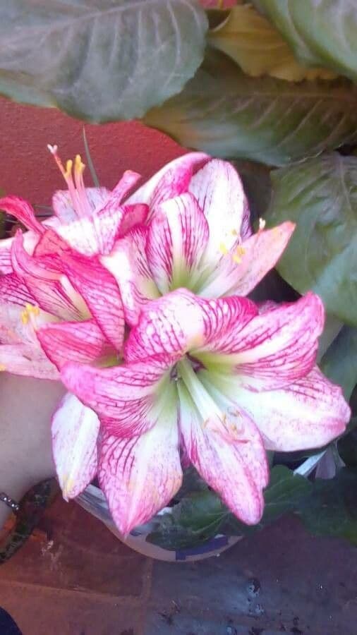 Amarilis 5