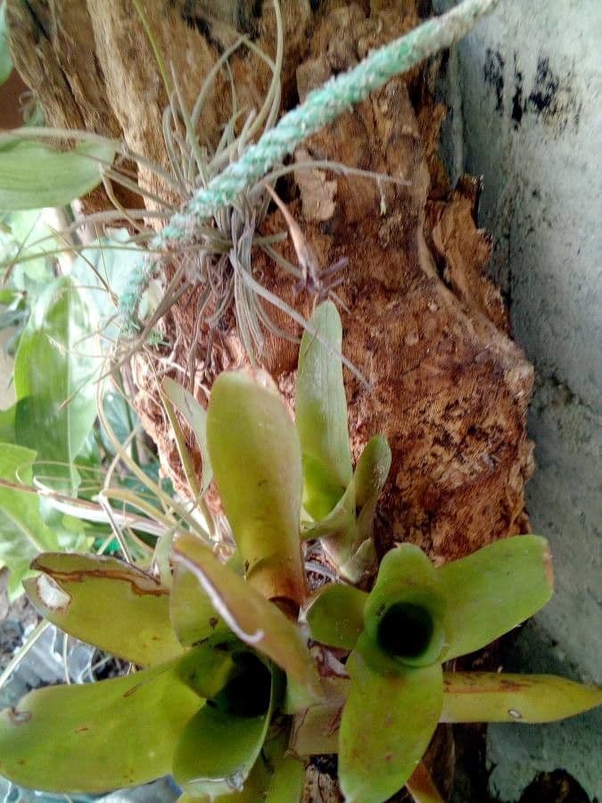 Bromelia carnivora 5