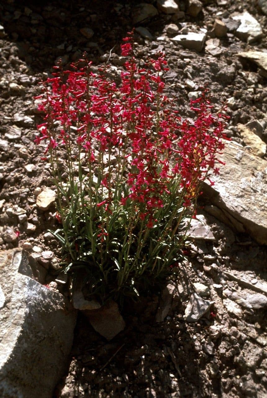 Penstemon utański 7