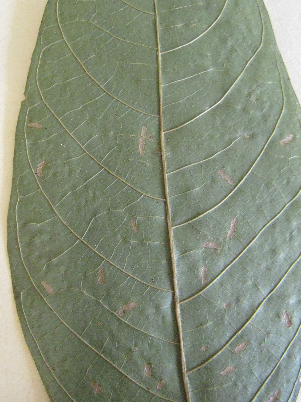 Inga alata 6