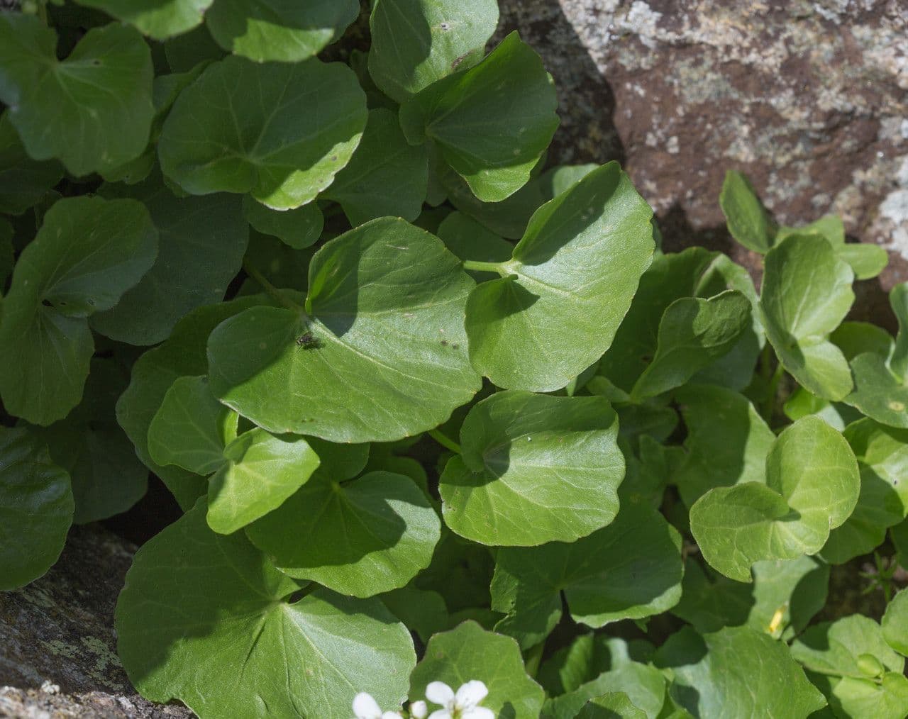Gadia asarifolia 16