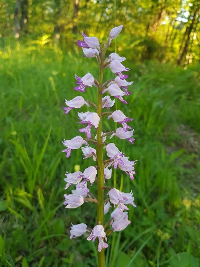 Orchidea militare 10