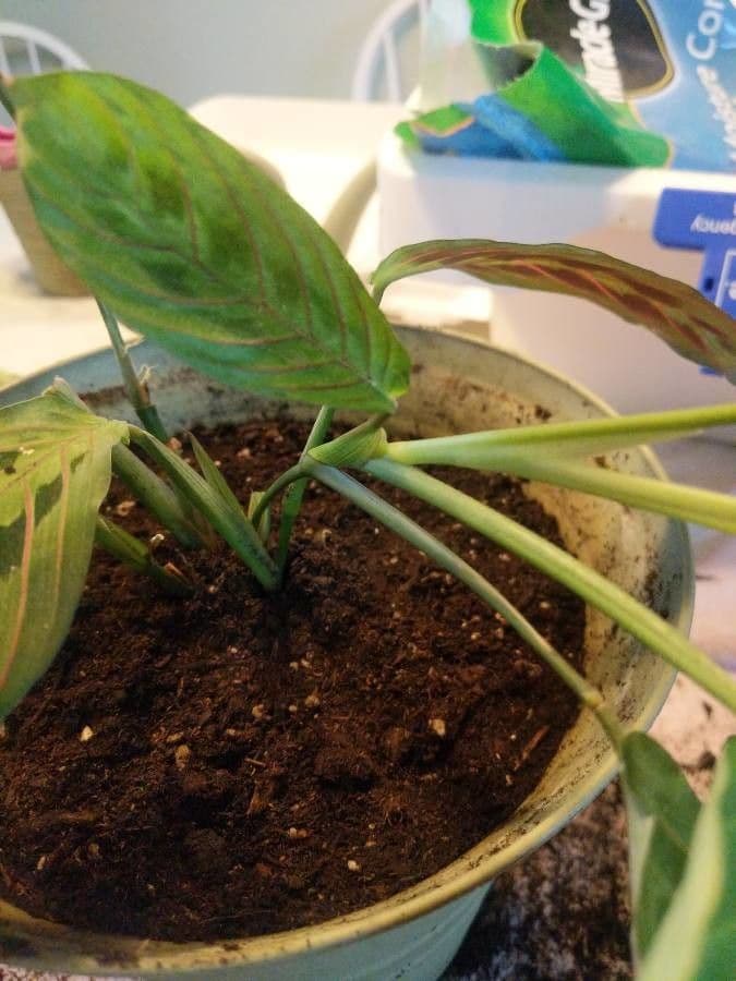 Maranta 16