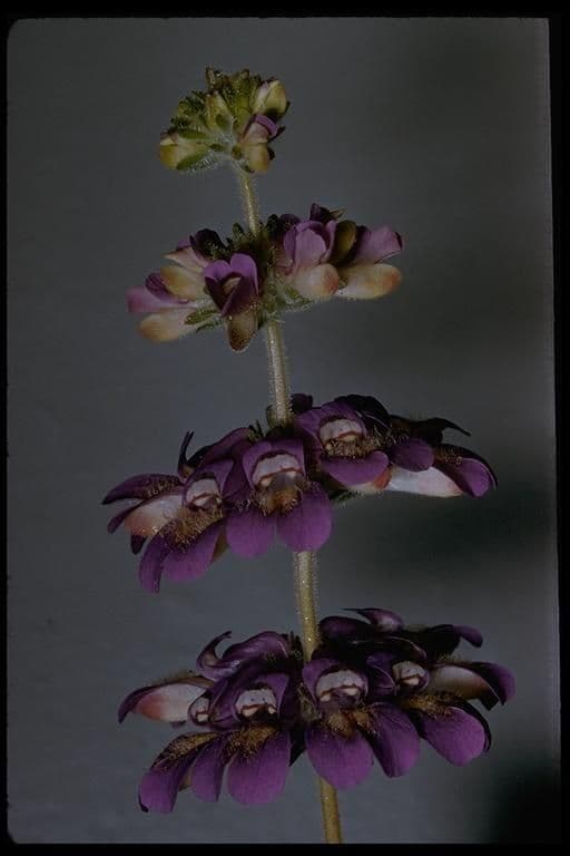 Collinsia tinctoria 5