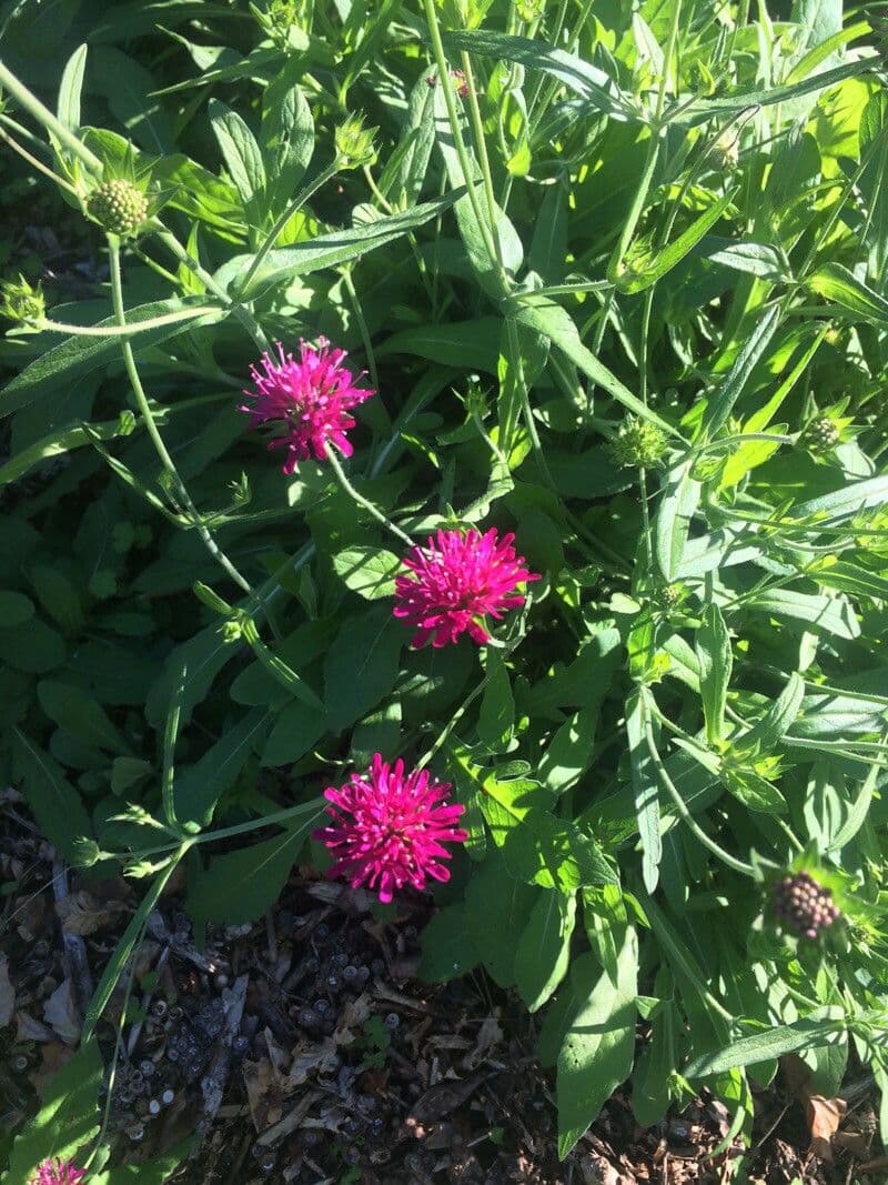 Knautia 7