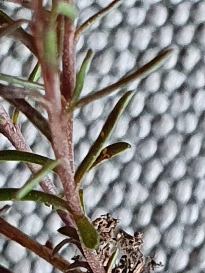 Vahlenbergia 8