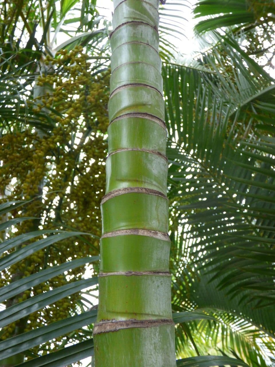 Areca dorée 21