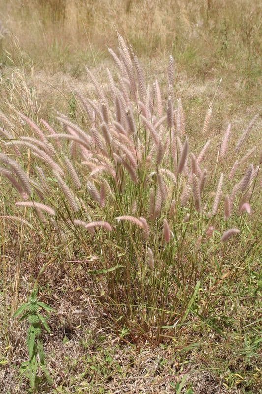 Erba fontana pelosa 10