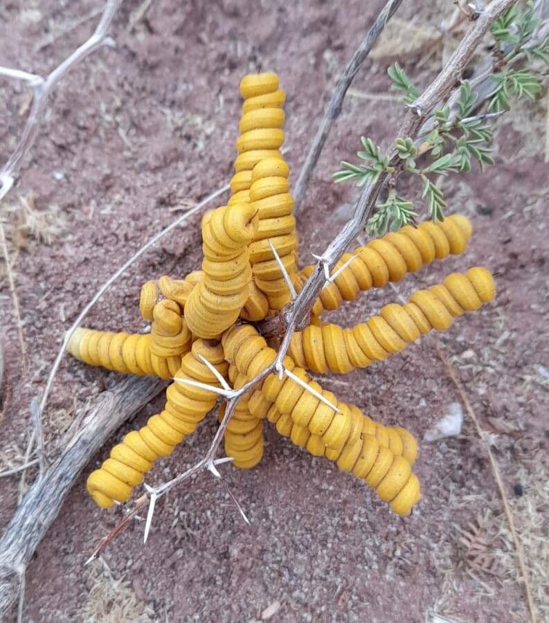 Kriechende Prosopis 2
