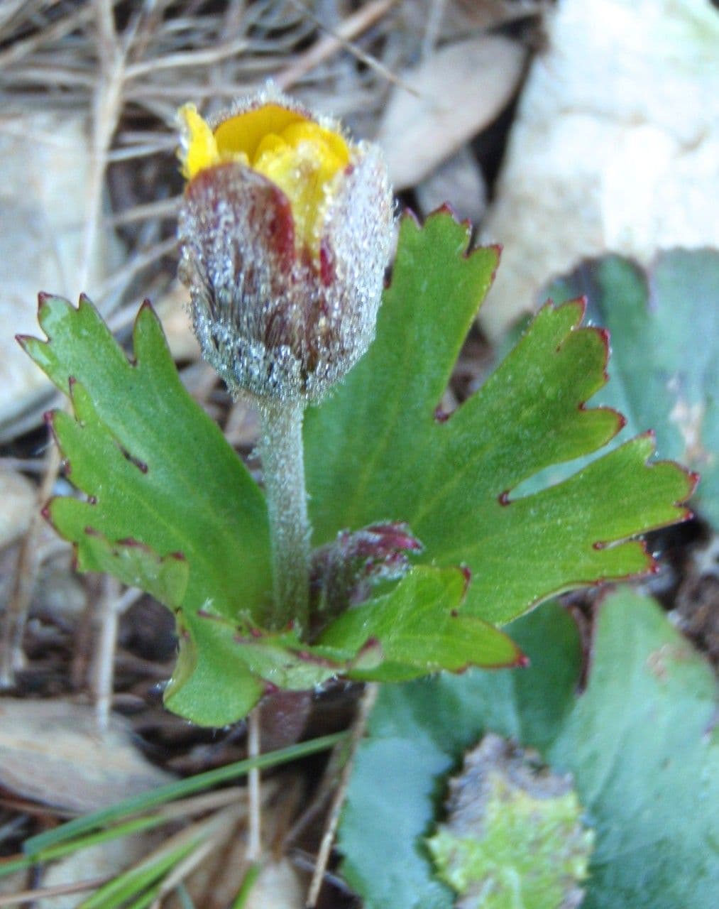 Anemone palmata 13