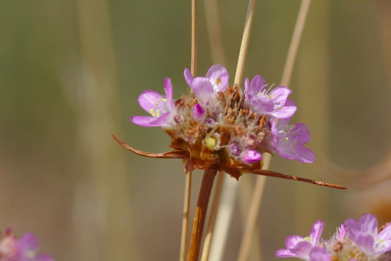Armeria 8