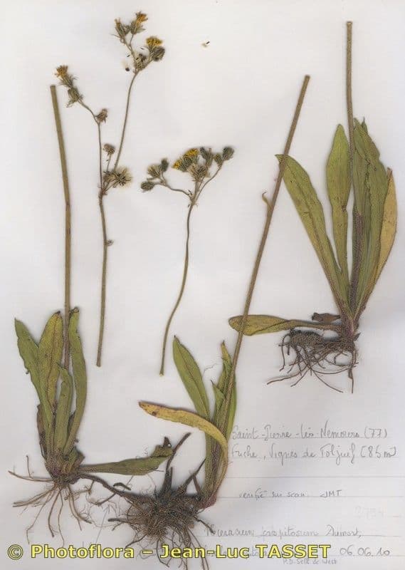 Pilosella caespitosa 7
