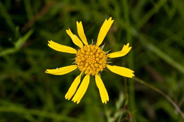 Balduina