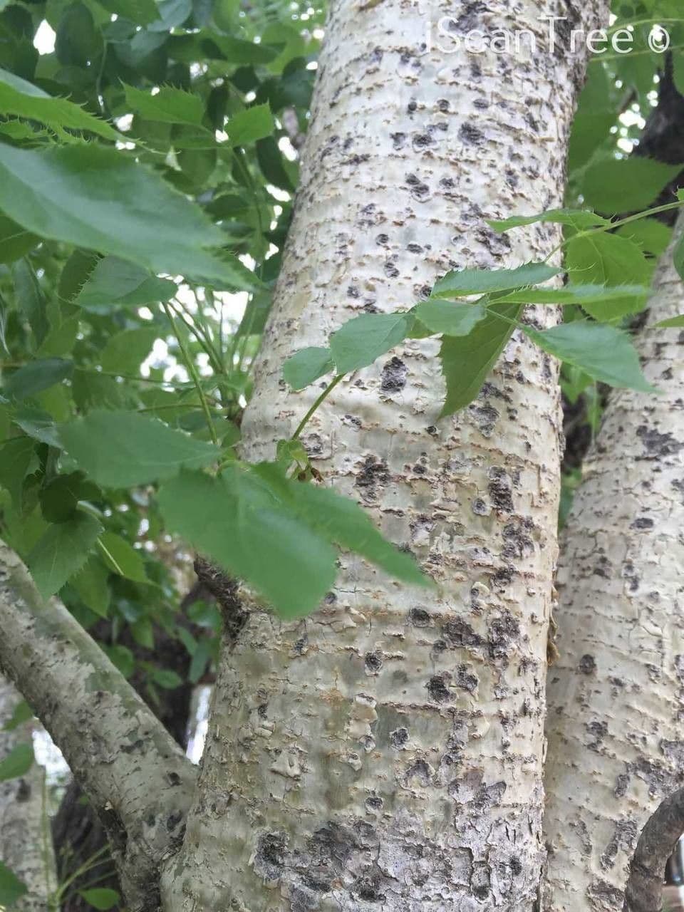 Steganotaenia araliacea 4