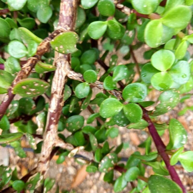 Portulacaria afra 23