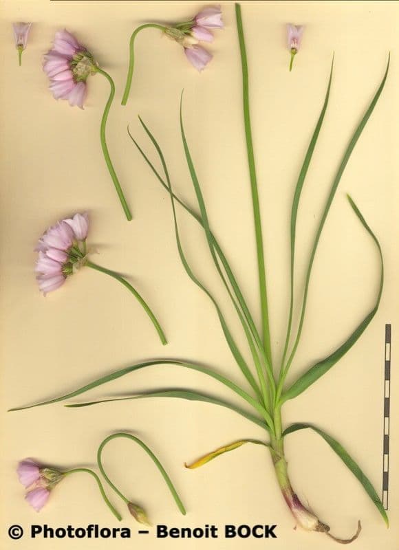 Aglio narciso 23
