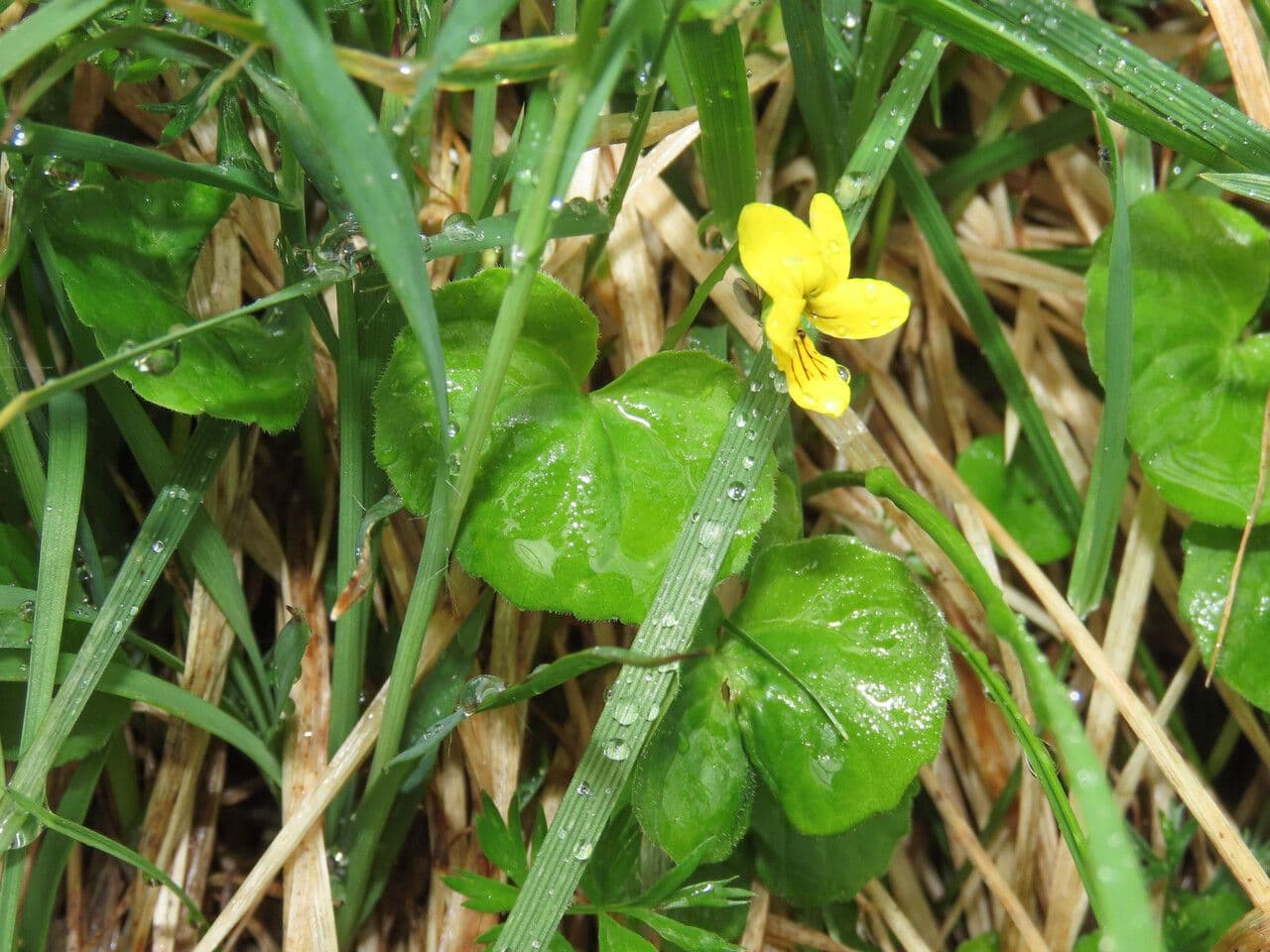 Viola biflora 19