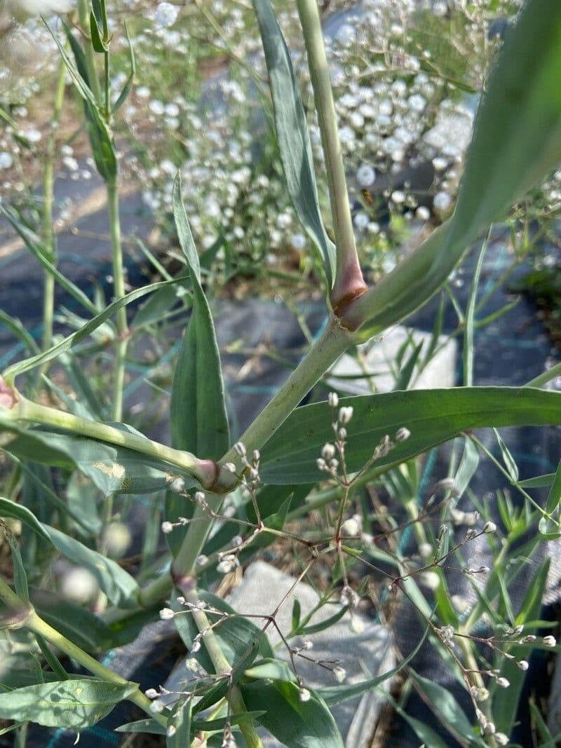 Gipsofila paniculada 22