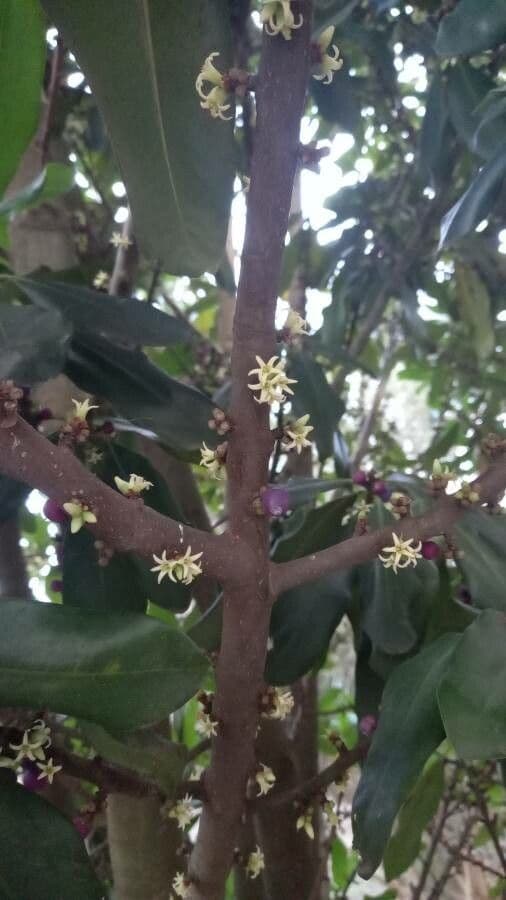 Pleiomeris