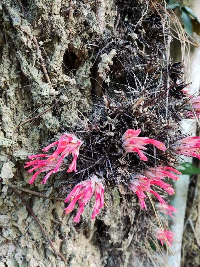 Pitcairnia 6