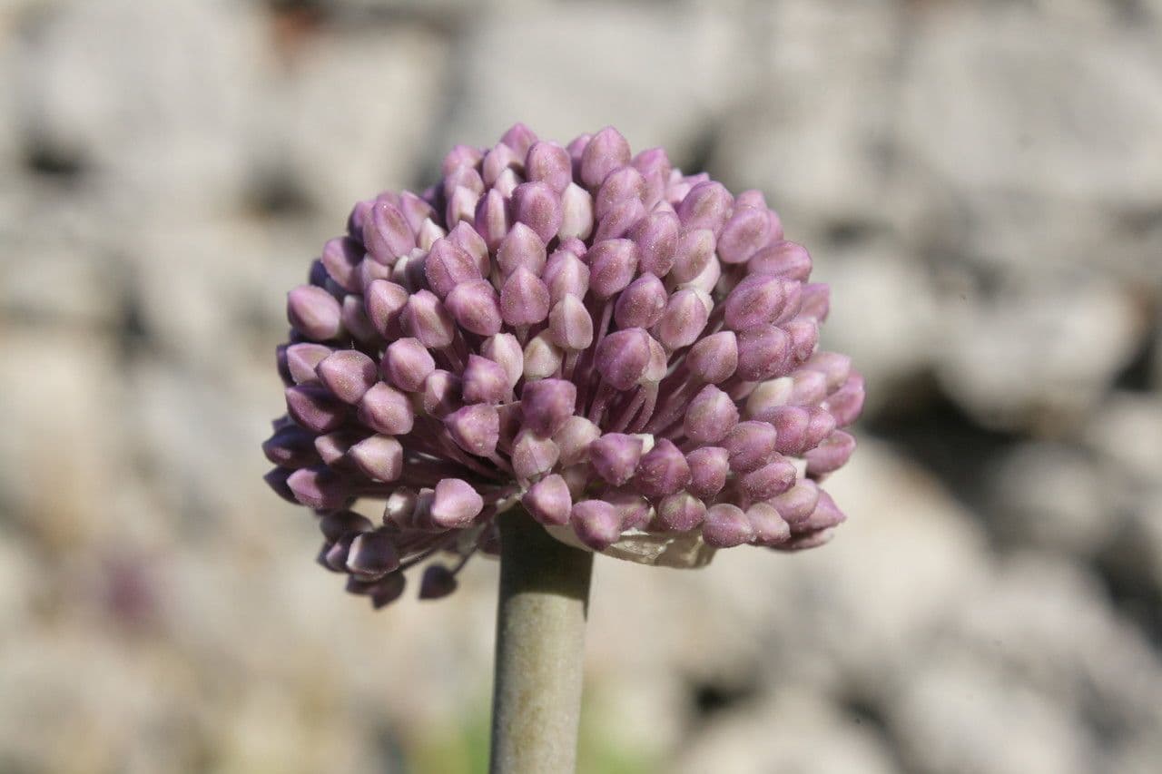 Aglio marino 6