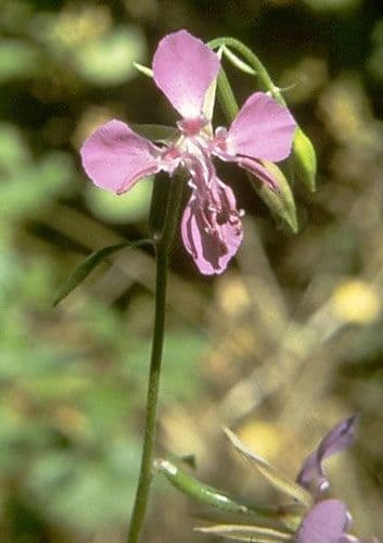 Clarkia romboidale 3