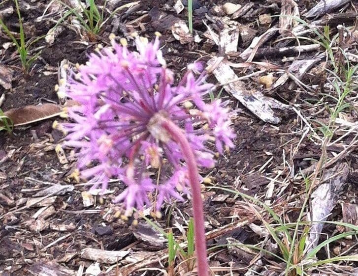 Sternknoblauch 3