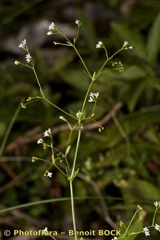 Asperula levigata 8
