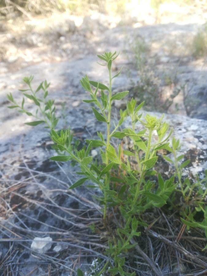 Klebrige chilienblume 9