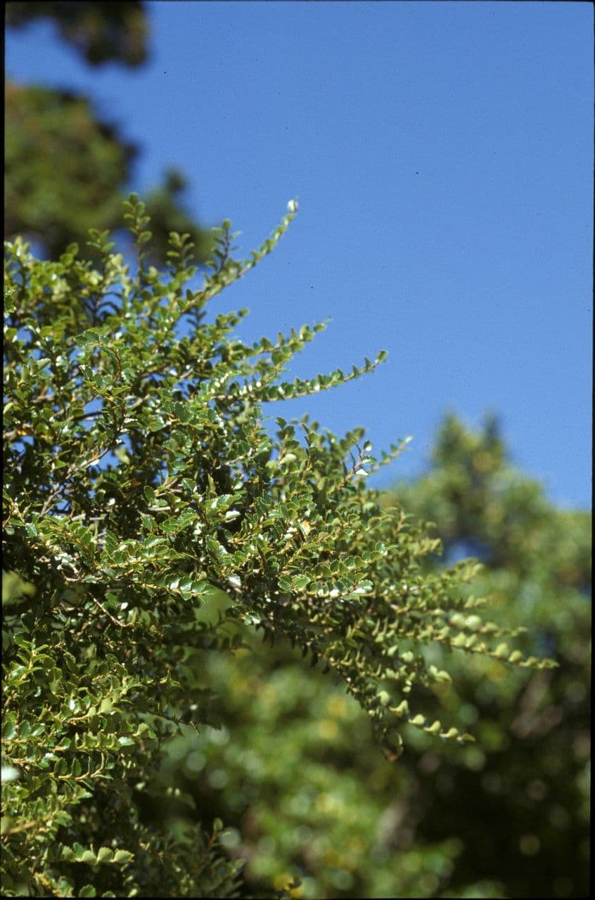 Silberbuche