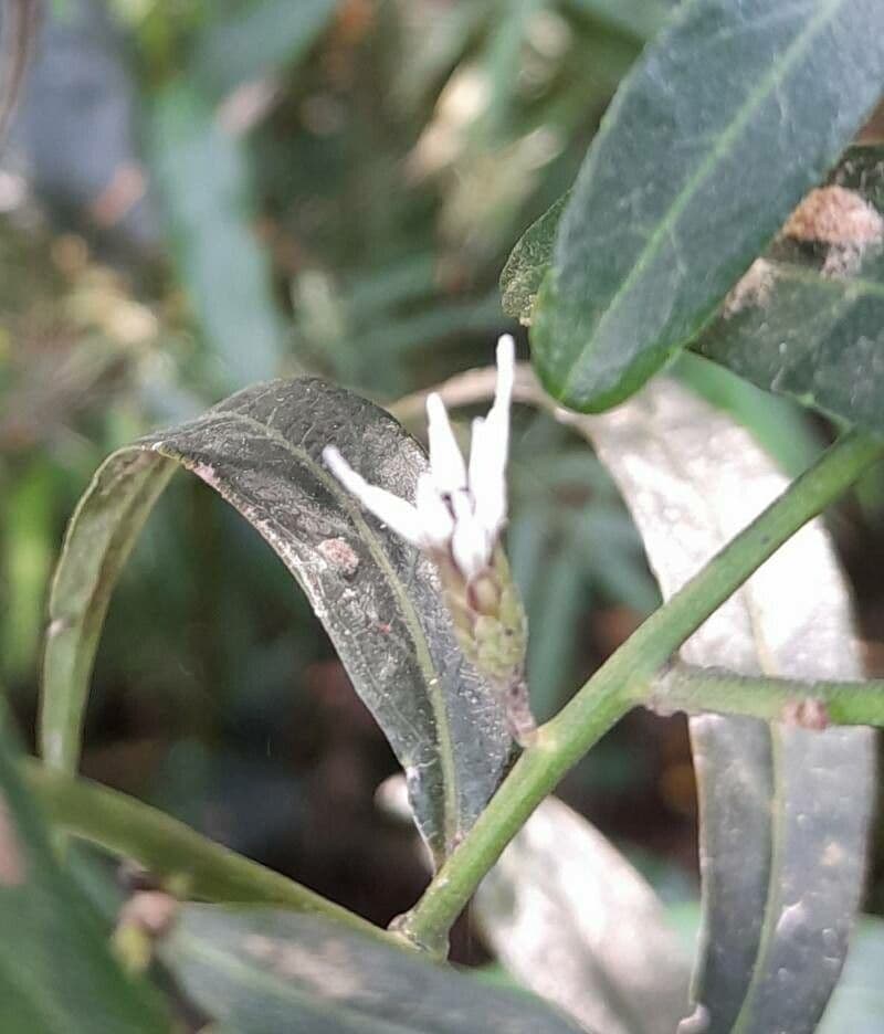 Lepidaploa 2