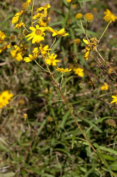 Schmalblättrige Sonnenblume 6