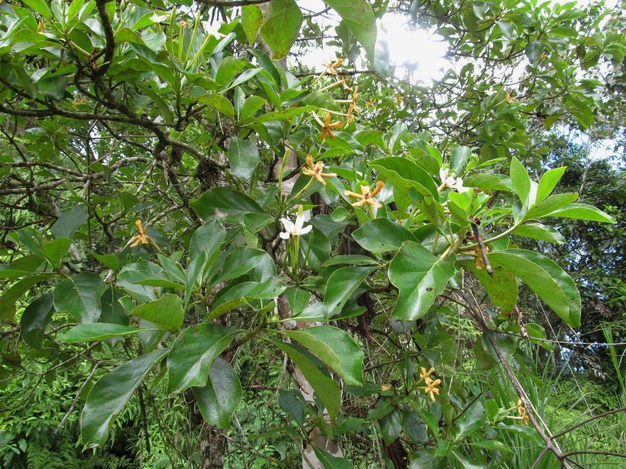 Cosmibuena 6